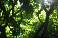 Braetlen_Aug10_030