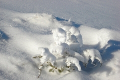 jan_2011 006