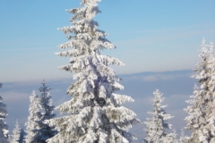 jan_2011 010