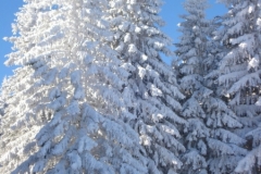 jan_2011 012