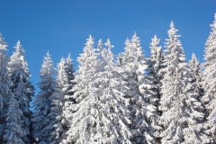 jan_2011 013