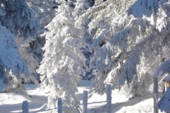 jan_2011 014