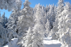 jan_2011 015