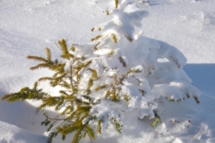 jan_2011 025